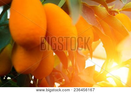 Kumquat Tree Small Oblong Oranges On A Tree
