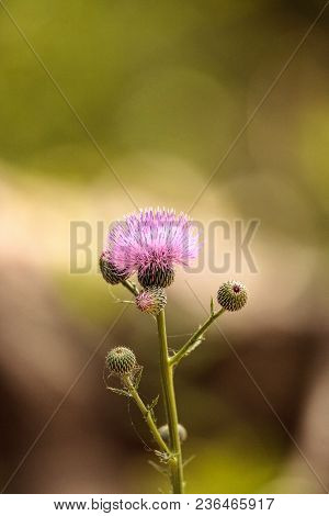Pink Flower Of A Thistle Plant Carduus Horridulum