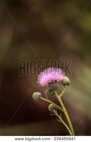 Pink Flower Of A Thistle Plant Carduus Horridulum