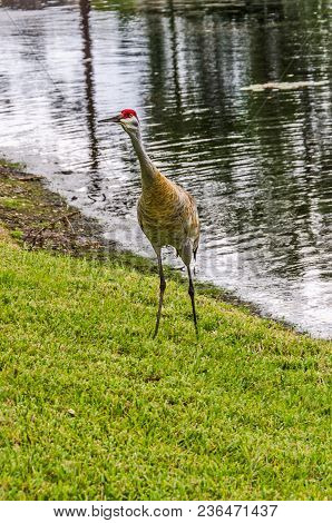 Sandhill Crane (antigone Canadensis) At The Edge Of A Lake In Florida