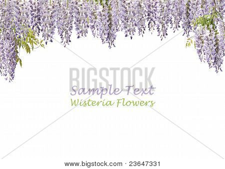 藤の花のカーテン