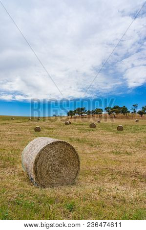 Agriculture Landsccape Of A Field With Round Straw Bales On Sunny Day