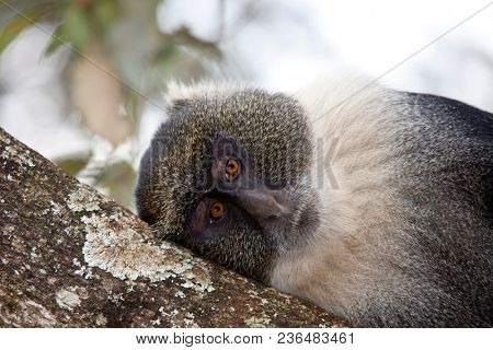 Monkey with a depessed expression.