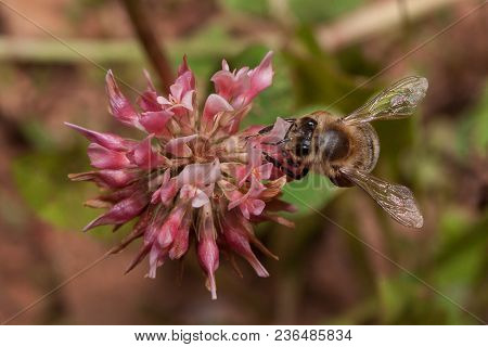 Bee Is Gathering Nectar From The Flower Of The Clover. Animals In Wildlife. Sunny Summer Day.