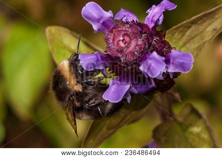 Bumblebee Is Gathering Nectar From Prunella Vulgaris. Animals In Wildlife. Summer Morning.