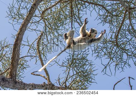 Endemic Indri Lemur In Natural Habitat. Madagascar