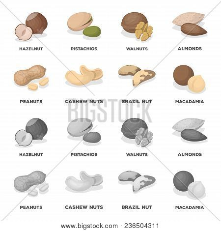 Peanuts, Cashews, Brazil Nuts, Macadamia.different Kinds Of Nuts Set Collection Icons In Cartoon, Mo