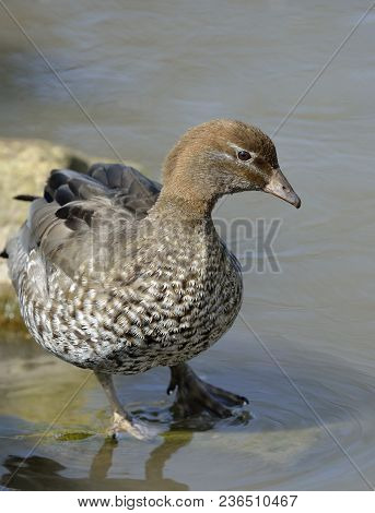 Australian Wood Duck - Chenonetta Jubata 
Female