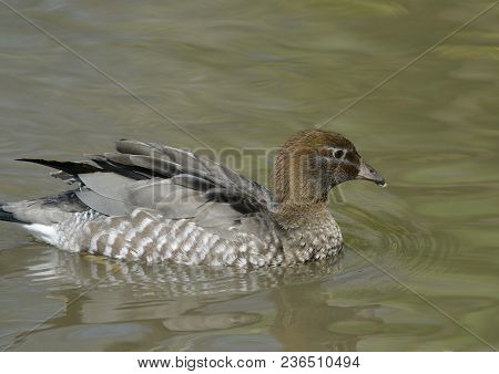 Australian Wood Duck - Chenonetta Jubata 
Female With Reflection