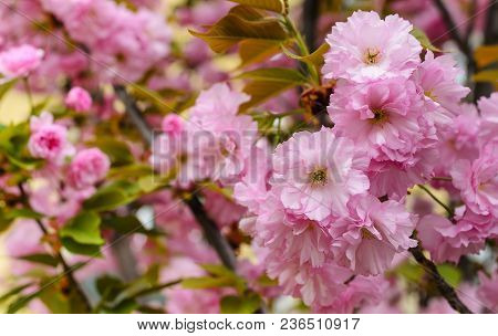 Sakura Flowers On A Tree. Spring Is In Full Bloom.