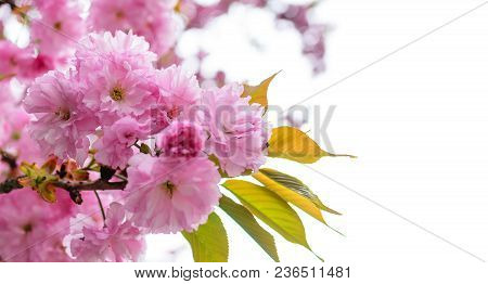 Sakura Flowers On A Tree. Spring Is In Full Bloom.