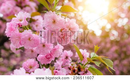 Sakura Flowers On A Tree. Spring Is In Full Bloom.