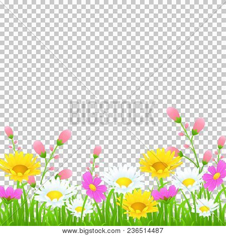 Flowers And Grass Border, Yellow And White Chamomile And Delicate Pink Meadow Flowers And Green Gras