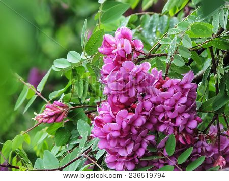 Pink Flowers And Green Leaves Of Acacia With Drops After Rain Close Up