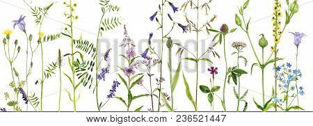 Background With Watercolor Drawing Palnts And Flowers, Hand Drawn Illustration