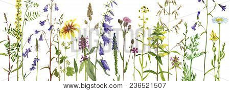 Background With Watercolor Drawing Palnts And Flowers, Hand Drawn Illustration