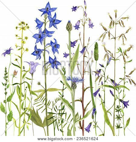 Background With Watercolor Drawing Palnts And Flowers, Hand Drawn Illustration