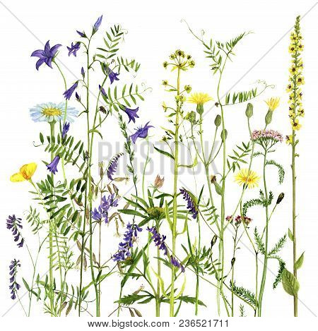 Background With Watercolor Drawing Palnts And Flowers, Hand Drawn Illustration