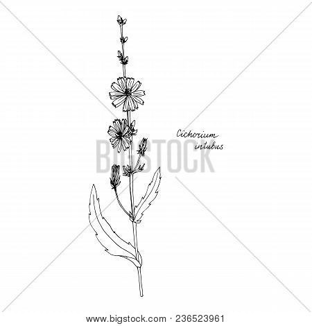 Chicory, Ink Drawing Medicinal Plant, Monochrome Botanical Illustration In Vintage Style, Isolated F