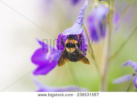 A Macro Shot Of A Bumble Bee Collecting Pollen From A Beautiful Flower.