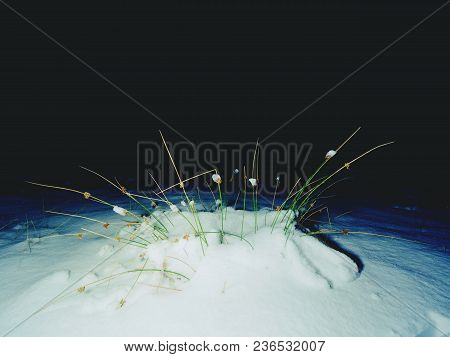 Frozen Llong Stalk Of Grass Covered By Heavy Snow. Winter Walk Within Full Moon Night