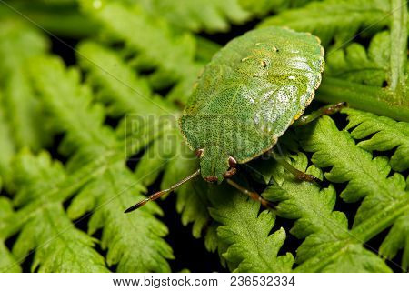 Heteroptera Green In The Garden On A Black Background.