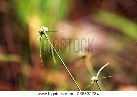 Flowers Eriocaulaceae A Family Of Single Cotyledons.
