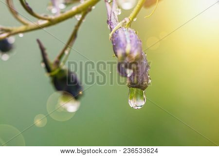 Larkspur Purple Flowers, Delphinium Elatum With Water Drops After Rain In A Garden, Close Up