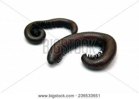 A Millipede Myriapod Isolated On White Background