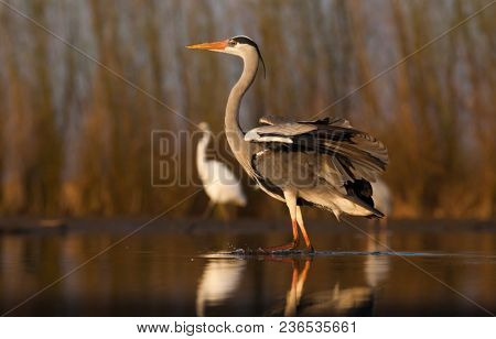 beautiful wild birds on a lake: black stork,  great white egret,  grey heron lake, black headed gull, night egret, duck