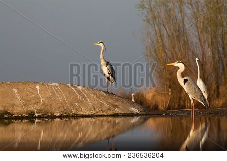 beautiful wild birds on a lake: black stork,  great white egret,  grey heron lake, black headed gull, night egret, duck