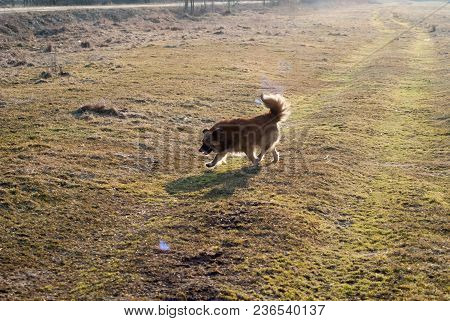 Side View Of The Mongrel Dog Running Through The Meadow. Contour Light