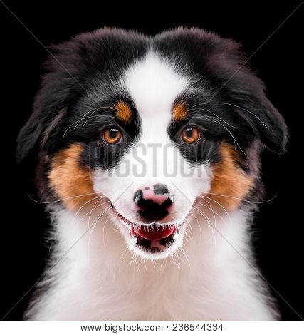 Australian Shepherd purebred puppy, 3 months old looking at camera - close-up portrait. Black Tri color Aussie dog, isolated on black background.