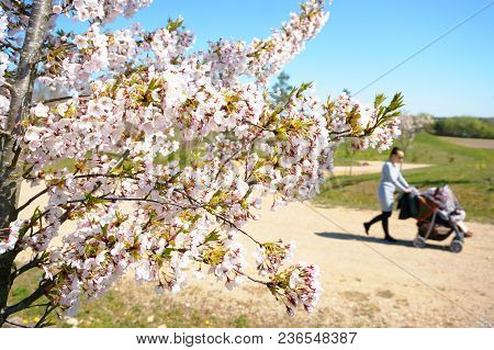 Cherry Blossoms With Nice Background Color For Adv Or Others Purpose Use