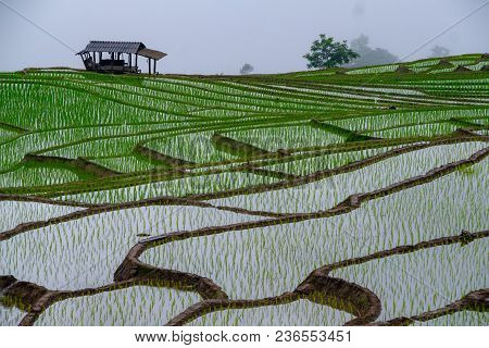Ban Papongpieng Rice Terraces, Chiang Mai, North Of Thailand