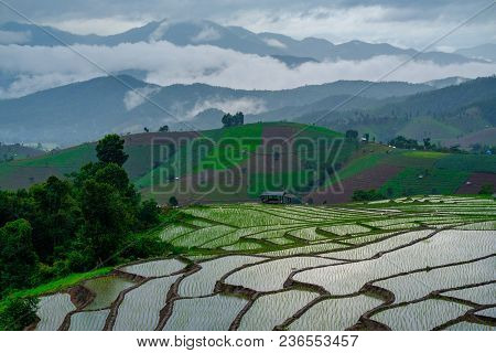 Ban Papongpieng Rice Terraces, Chiang Mai, North Of Thailand