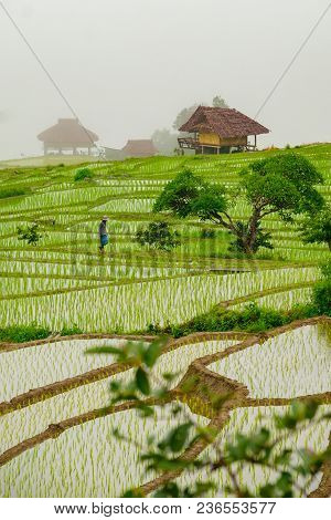 Ban Papongpieng Rice Terraces, Chiang Mai, North Of Thailand
