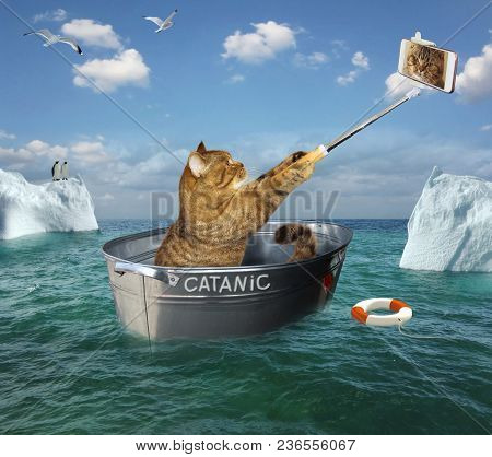 The Cat Takes Pictures Of Itself In A Washtub. He Floats On It In The Sea Near The Icebergs.