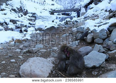 The Japanese Macaque, Also Known As The Snow Monkey, Is A Terrestrial Old World Monkey Species That 