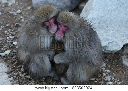 The Japanese Macaque, Also Known As The Snow Monkey, Is A Terrestrial Old World Monkey Species That 