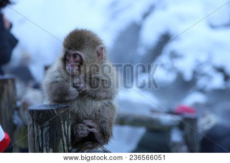 The Japanese Macaque, Also Known As The Snow Monkey, Is A Terrestrial Old World Monkey Species That 