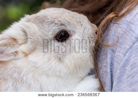 Girls Holds Her Dwarf Bunny Pretty Close And Tight