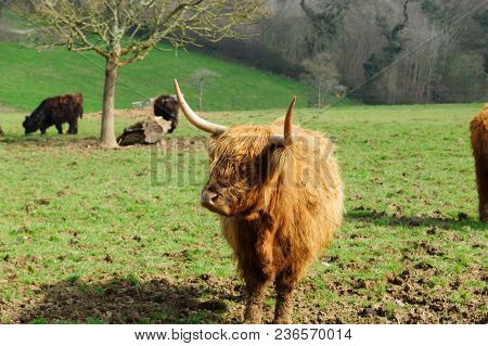 Highland Cattle A Scottish Known For Their Shaggy Coats And Long Horns A Hardy Breed Suited To The C