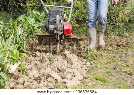 Senior Farmer Gardener Working In The Garden With Rototiller , Tiller Tractor, Cutivator, Miiling Ma