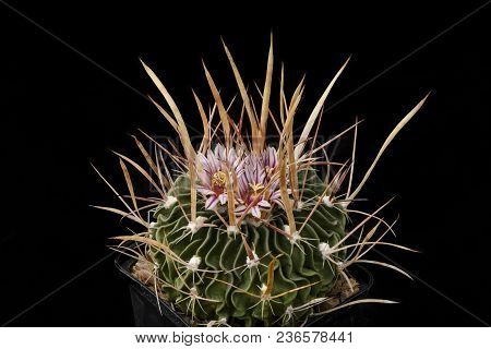 Cactus Echinofossulocactus Brachycentrus With Flower Isolated On Black.