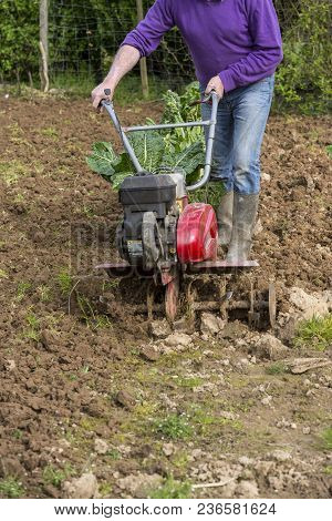 Senior Farmer Gardener Working In The Garden With Rototiller , Tiller Tractor, Cutivator, Miiling Ma