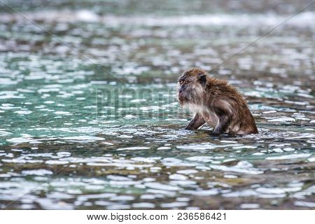 Macacus Swimming For Food From Tourist In Monkey Beach, Phi Phi Island, Thailand.