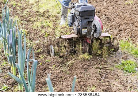 Senior Farmer Gardener Working In The Garden With Rototiller , Tiller Tractor, Cutivator, Miiling Ma