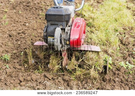 Senior Farmer Gardener Working In The Garden With Rototiller , Tiller Tractor, Cutivator, Miiling Ma
