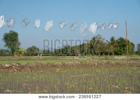 Rice Fields In Rural Chiang Mai, Thailand, With Line Of Assorted Plastic Bags Strung Over The New Gr